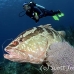 grouper_nassau_gw_lc_h_0072_cay3258.jpg